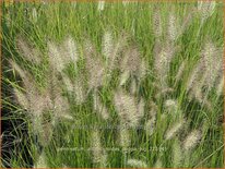 Pennisetum alopecuroides 'Peppa Pig'