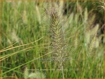 Pennisetum alopecuroides 'Peppa Pig'