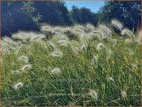 Pennisetum villosum