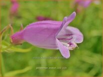 Penstemon 'Evelyn'