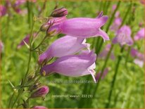 Penstemon 'Evelyn'