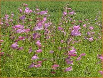 Penstemon 'Evelyn'