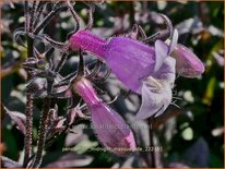 Penstemon &#39;Midnight Masquerade&#39;