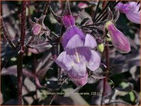 Penstemon &#39;Midnight Masquerade&#39;