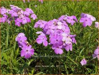 Phlox &#39;Forever Pink&#39;