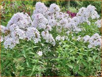 Phlox &#39;Nirvana&#39;