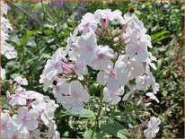 Phlox &#39;Nirvana&#39;