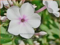 Phlox &#39;Nirvana&#39;