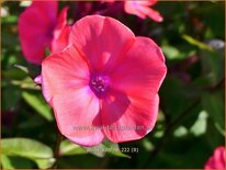 Phlox &#39;Spitfire&#39;