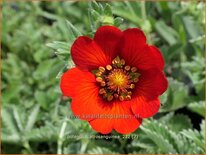 Potentilla atrosanguinea