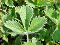 Potentilla atrosanguinea