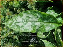 Pulmonaria &#39;Spot On&#39;