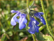 Salvia forreri