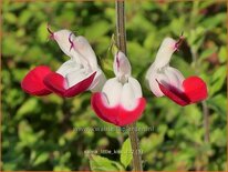 Salvia &#39;Little Kiss&#39;