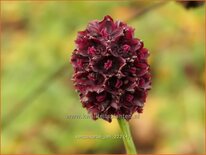 Sanguisorba 'Joni'