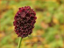 Sanguisorba 'Joni'