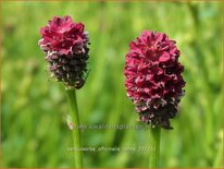 Sanguisorba officinalis &#39;Tanna&#39;