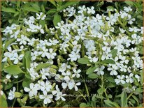 Saponaria ocymoides &#39;Snow Tip&#39;