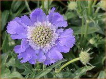 Scabiosa caucasica &#39;Perfecta&#39;