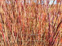 Schizachyrium scoparium &#39;Blaze&#39;