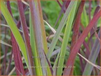 Schizachyrium scoparium 'Twilight Zone'