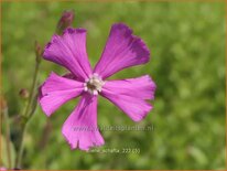 Silene schafta