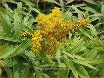 Solidago 'Golden Dwarf'