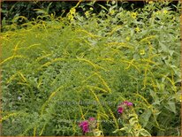 Solidago rugosa &#39;Fireworks&#39;