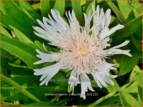 Stokesia laevis 'Träumerei'