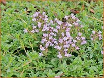 Thymus herba-barona var. citriodora