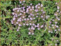 Thymus herba-barona var. citriodora