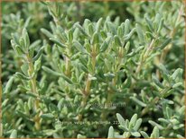 Thymus vulgaris 'Precompa'