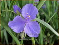 Tradescantia &#39;J.C. Weguelin&#39;