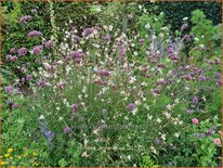 Verbena bonariensis