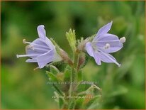 Veronica officinalis