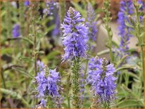 Veronica spicata 'Nana Blauteppich'