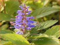 Veronicastrum sibiricum &#39;Lapislazuli&#39;