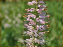 Veronicastrum virginicum &#39;Roseum&#39;