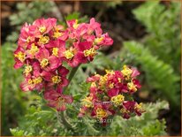 Achillea &#39;Renata&#39;