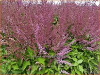 Astilbe chinensis 'Veronica Klose'