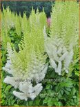 Astilbe 'Ivory Pearls'