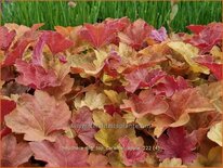 Heuchera &#39;Big Top Caramel Apple&#39;