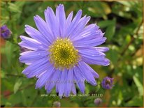 Aster novi-belgii &#39;Blaue Nachhut&#39;