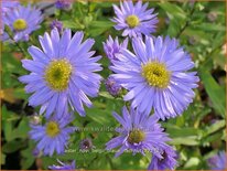 Aster novi-belgii &#39;Blaue Nachhut&#39;