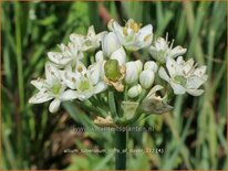 Allium tuberosum &#39;Cliffs of Dover&#39;