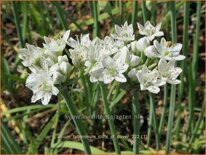 Allium tuberosum &#39;Cliffs of Dover&#39;