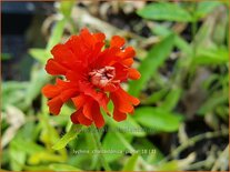 Lychnis chalcedonica 'Plena'