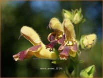 Salvia &#39;Amber&#39;