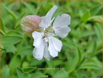 Silene maritima