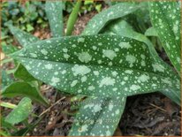 Pulmonaria 'Miss Elly'